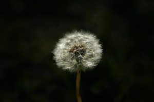 pierre bamin iKVWmVExlY unsplash