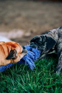 meritt thomas IFK5ROpTimo unsplash
